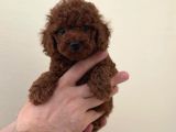Mini Boy Tük Dökmeyen Poodle Yavrular 