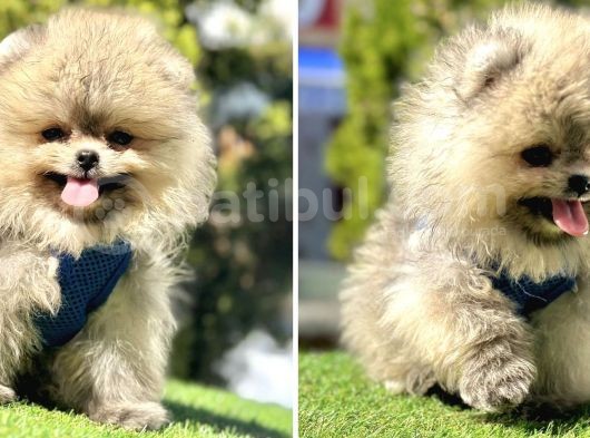 Ayıcık Yüz Pomeranian Boo Yavrular  görsel