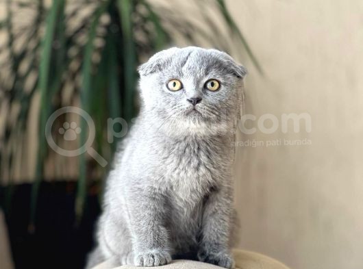 Blue Safkan Scotti̇sh Fold Yavrumuz görsel