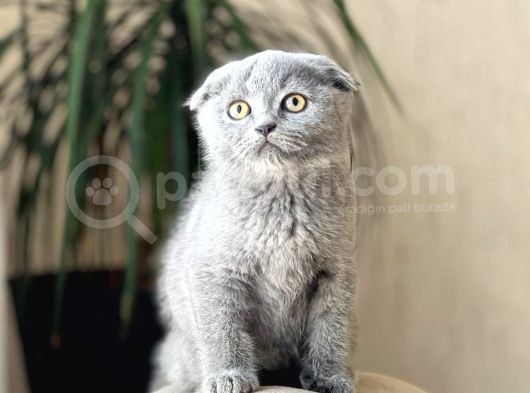 Blue Safkan Scotti̇sh Fold Yavrumuz görsel