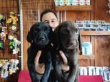 Siyah Ve Çikolata Labrador Retriever Yavrularımız