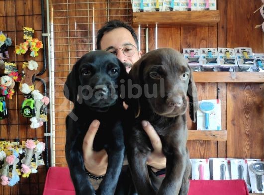 Siyah Ve Çikolata Labrador Retriever Yavrularımız görsel