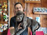 Siyah Ve Çikolata Labrador Retriever Yavrularımız