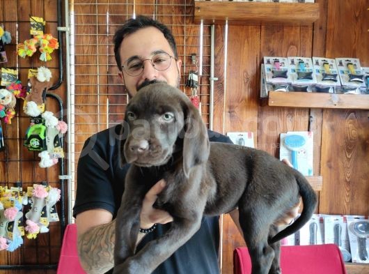 Siyah Ve Çikolata Labrador Retriever Yavrularımız görsel
