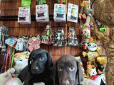 Siyah ve çikolata labrador retriever yavrularımız