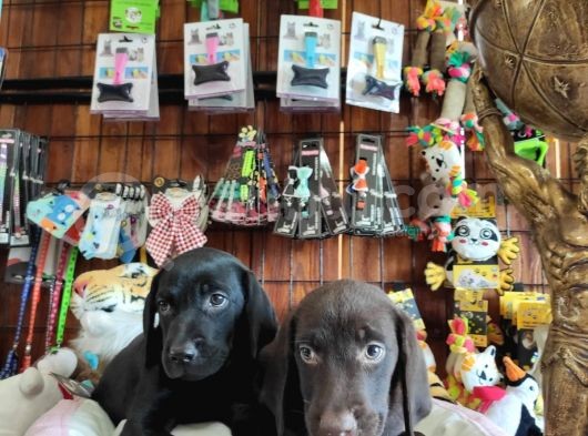 Siyah Ve Çikolata Labrador Retriever Yavrularımız
