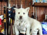 Mükemmel Gözleriyle Beyaz Husky Yavrularımız