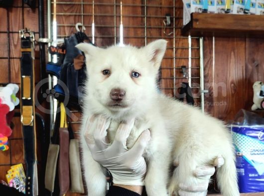 Mükemmel Gözleriyle Beyaz Husky Yavrularımız görsel