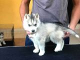 Safkan Husky Yavrularım
