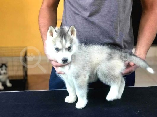 Safkan Husky Yavrularım görsel