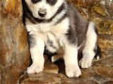 Safkan Husky Yavrularım