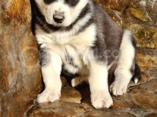 Safkan Husky Yavrularım görsel