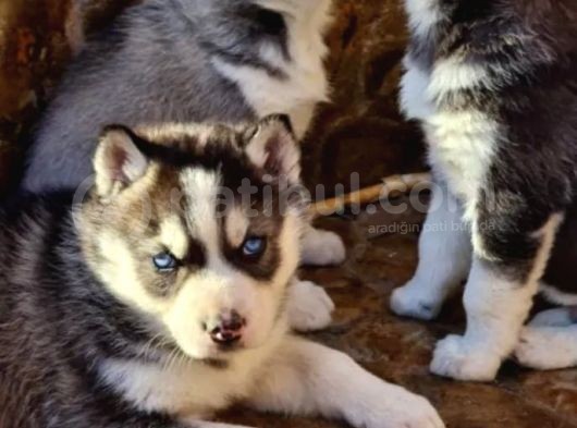 Safkan Husky Yavrularım
