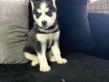 A Kalite Husky Mavi Gözlü Sibirya Kurdu