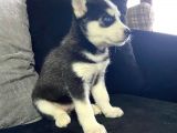 A Kalite Husky Mavi Gözlü Sibirya Kurdu
