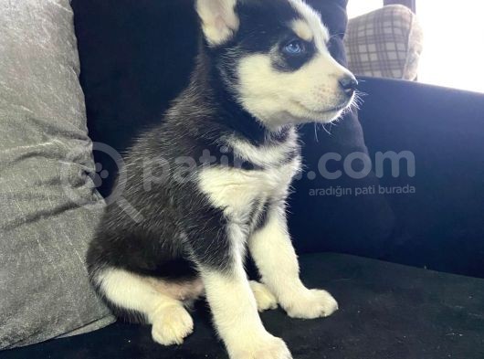 A Kalite Husky Mavi Gözlü Sibirya Kurdu görsel