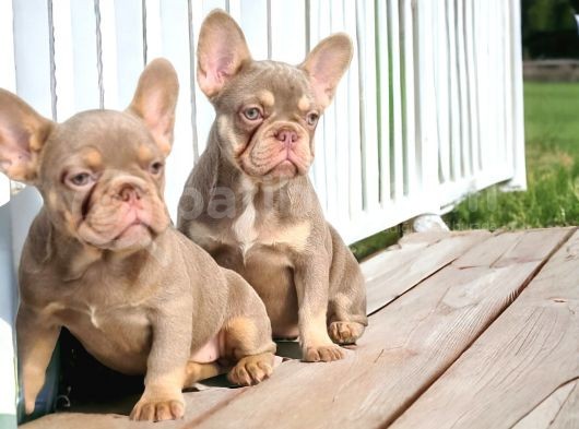 En Yeni Versiyon Ve En Ozel French Bulldog Yavrulari görsel