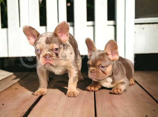 En Yeni Versiyon Ve En Ozel French Bulldog Yavrulari görsel