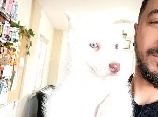 Mükemmel Gözleriyle Beyaz Husky Yavrularımız görsel