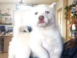 Mükemmel Gözleriyle Beyaz Husky Yavrularımız