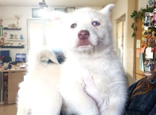 Mükemmel Gözleriyle Beyaz Husky Yavrularımız görsel