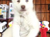 Mükemmel Gözleriyle Beyaz Husky Yavrularımız