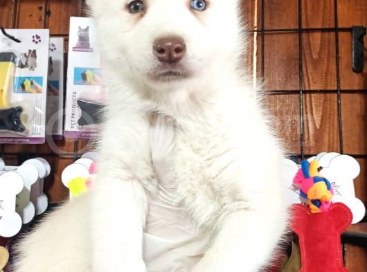 Mükemmel Gözleriyle Beyaz Husky Yavrularımız görsel