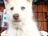 Mükemmel gözleriyle beyaz husky yavrularımız