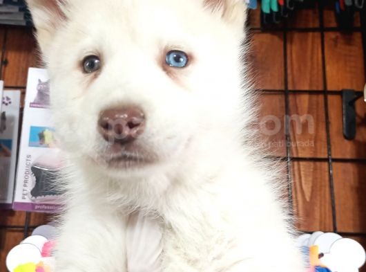 Mükemmel Gözleriyle Beyaz Husky Yavrularımız