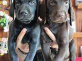 Siyah Ve Çikolata Labrador Retriever Yavrularımız