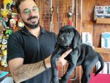 Siyah Ve Çikolata Labrador Retriever Yavrularımız