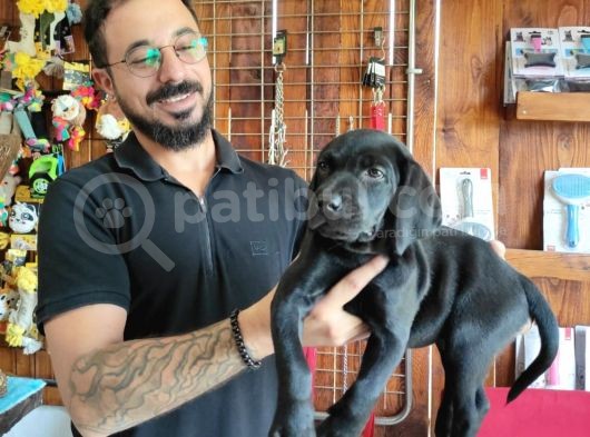 Siyah Ve Çikolata Labrador Retriever Yavrularımız görsel