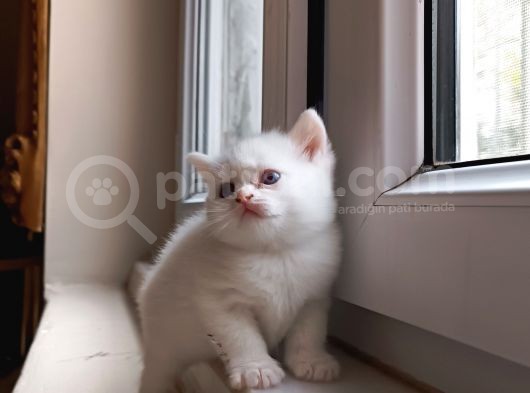 Beyaz Atlı Prensler görsel