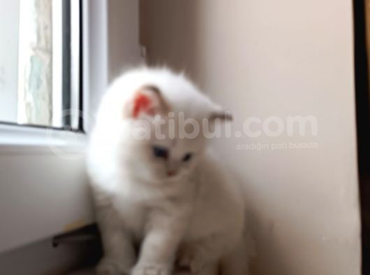 Beyaz Atlı Prensler görsel