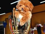 Toypoodle Ayarında Güzeller Güzeli Maltipo Kızımız