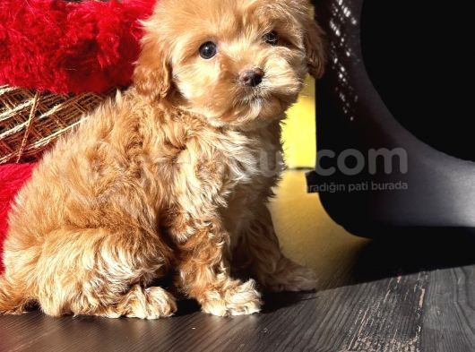 Toypoodle Ayarında Güzeller Güzeli Maltipo Kızımız görsel