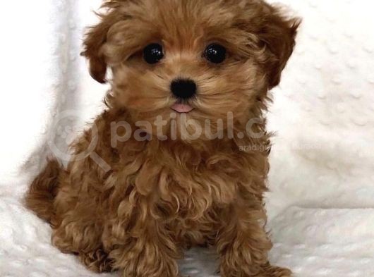 Tooy Poodle Yavrumuz 