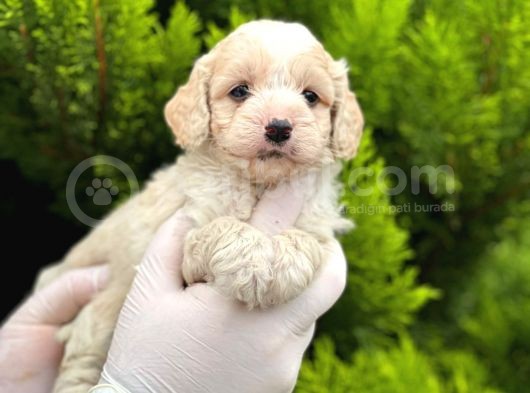 Maltipoo Yavrularım Sağlık Ve Irk Garantilidir görsel