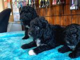 Özel Siyah Poodle Yavrularımız