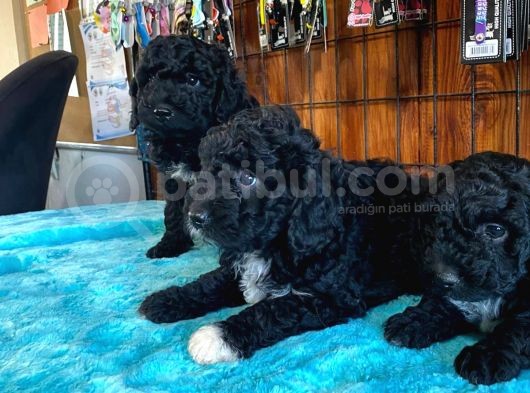 Özel Siyah Poodle Yavrularımız görsel