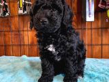 Özel Siyah Poodle Yavrularımız