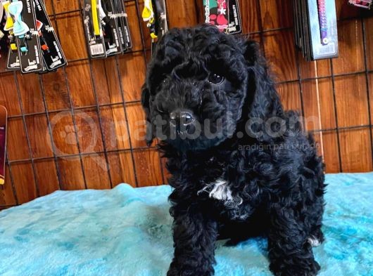 Özel Siyah Poodle Yavrularımız görsel