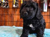 Özel siyah poodle yavrularımız