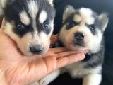 Safkan Mavi Gözlü Maskeli Husky Sibirya Kurdu