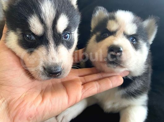 Safkan Mavi Gözlü Maskeli Husky Sibirya Kurdu görsel