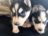 Safkan Mavi Gözlü Maskeli Husky Sibirya Kurdu