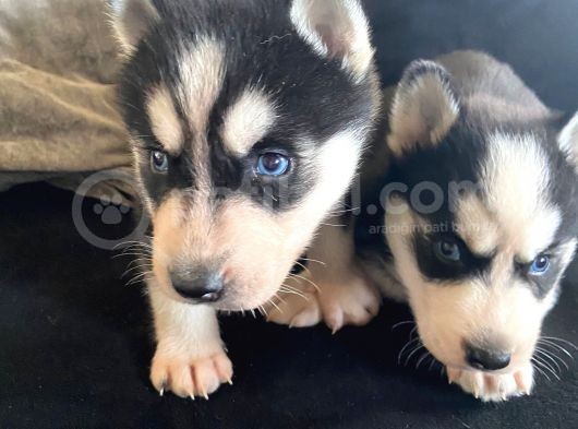 Safkan Mavi Gözlü Maskeli Husky Sibirya Kurdu görsel