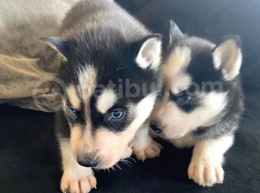 Safkan Mavi Gözlü Maskeli Husky Sibirya Kurdu