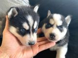 Safkan Mavi Gözlü Maskeli Husky Sibirya Kurdu