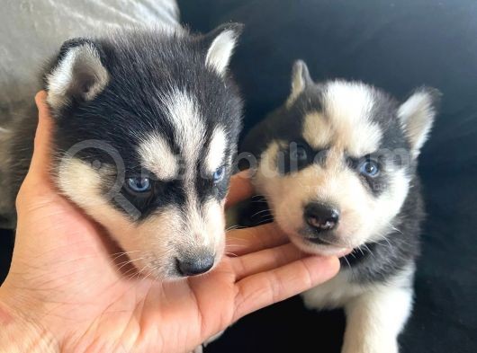 Safkan Mavi Gözlü Maskeli Husky Sibirya Kurdu görsel